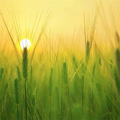 Sunrise Awakening - Royalty Free happy-folk Music